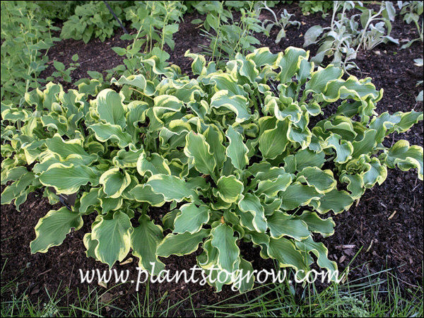 An interesting Hosta with contorted leaves.